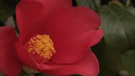 Chiswick House Camellia Show 2016 Preview