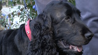 Dentist Mike Clarke’s Missing Dog Bertie Found Safe & Well!
