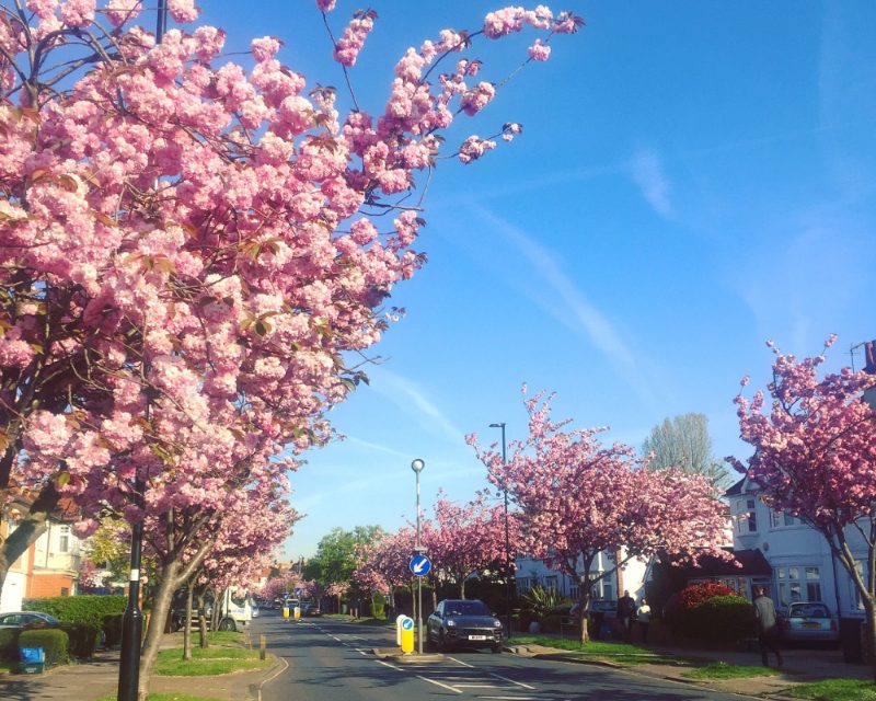 New Chiswick Blossom Day Planned For April