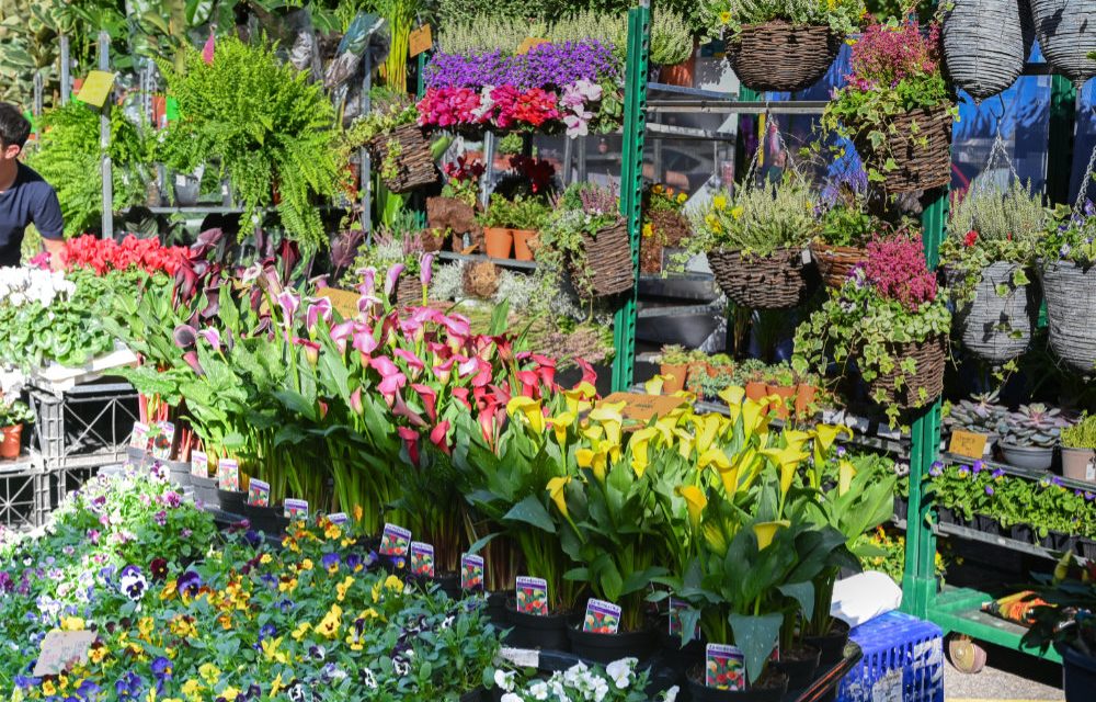 Chiswick Flower Market to go ahead in November
