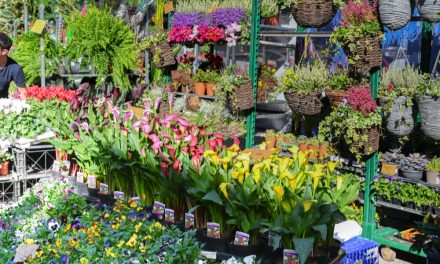 Chiswick Flower Market to go ahead in November