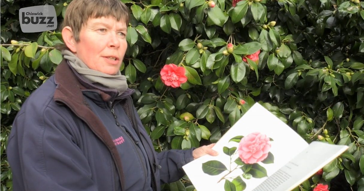 On The Trail Of Chiswick House Camellia Show