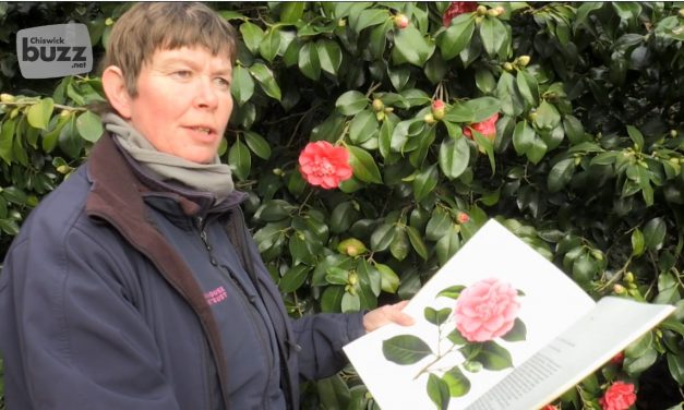On The Trail Of Chiswick House Camellia Show